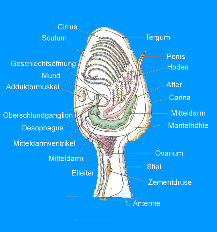 © Zierfischfreunde Immenhausen-Holzhausen